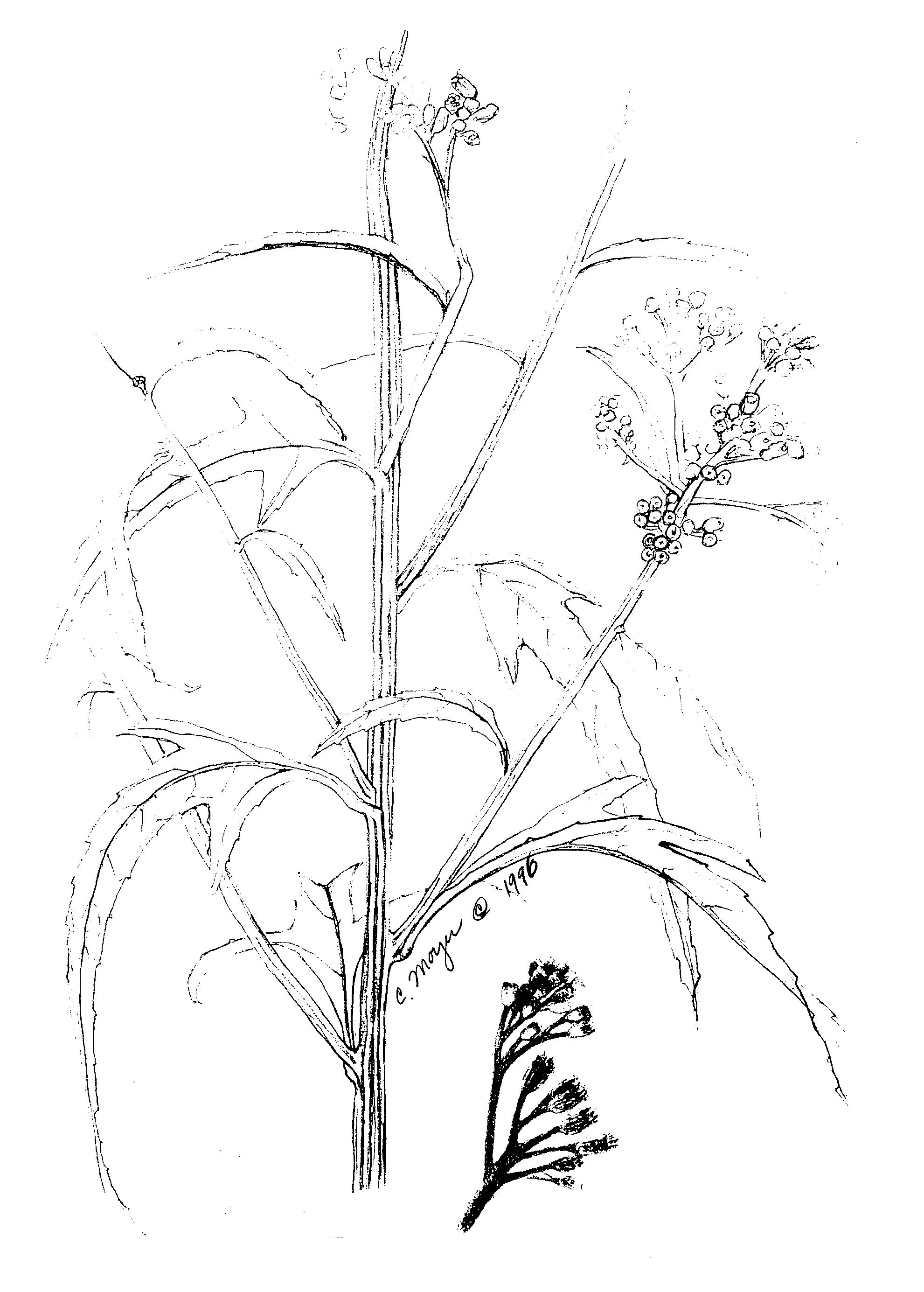 Plants MESOAMERICAN Research Center